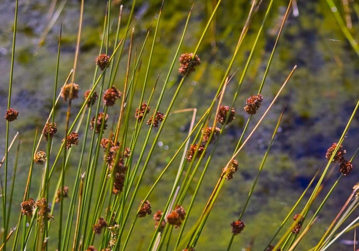 Common rush group close up.