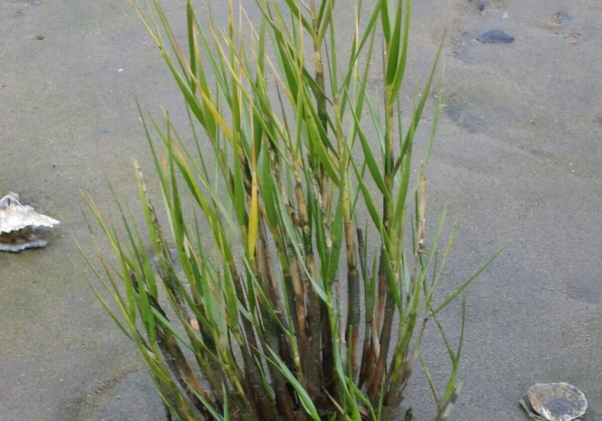 Cordgrass cluster in sand.