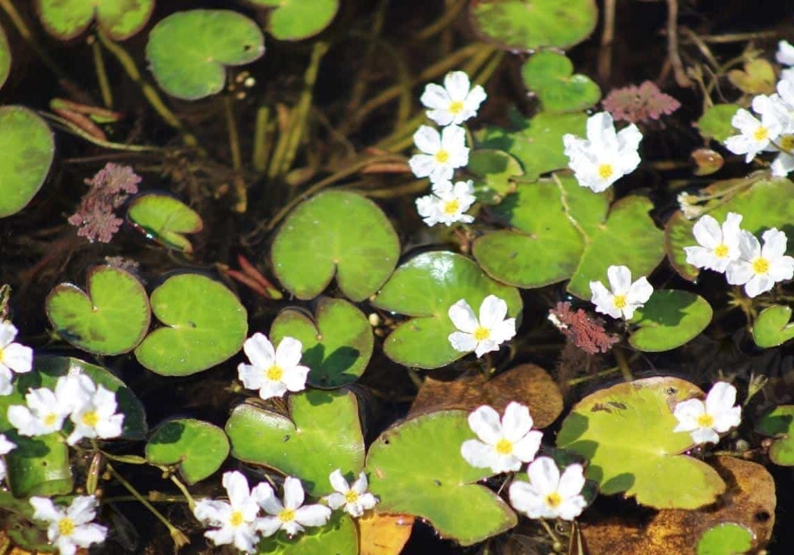 Crested floating heart flowers and leaves.