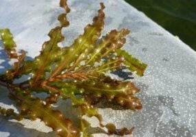 Curly leaf pondweed one plant close up with many leaves on the edge of a boat.