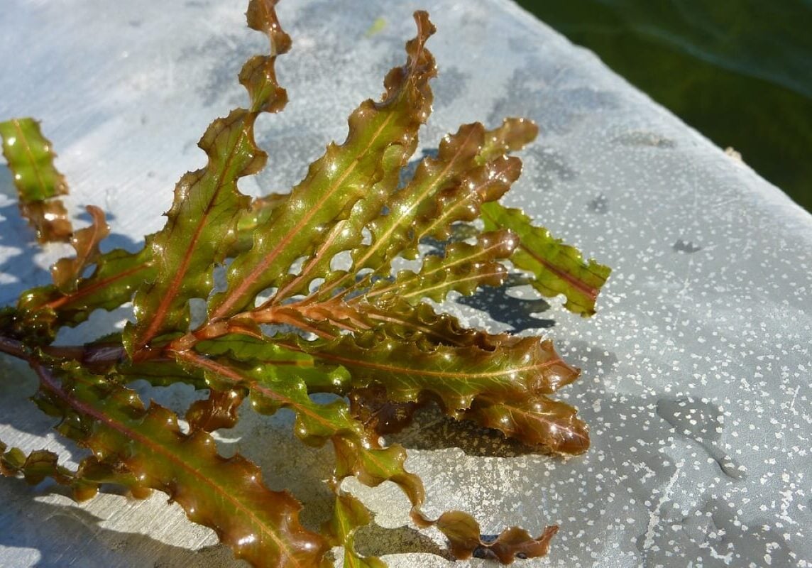 Curly leaf pondweed one plant close up with many leaves on the edge of a boat.