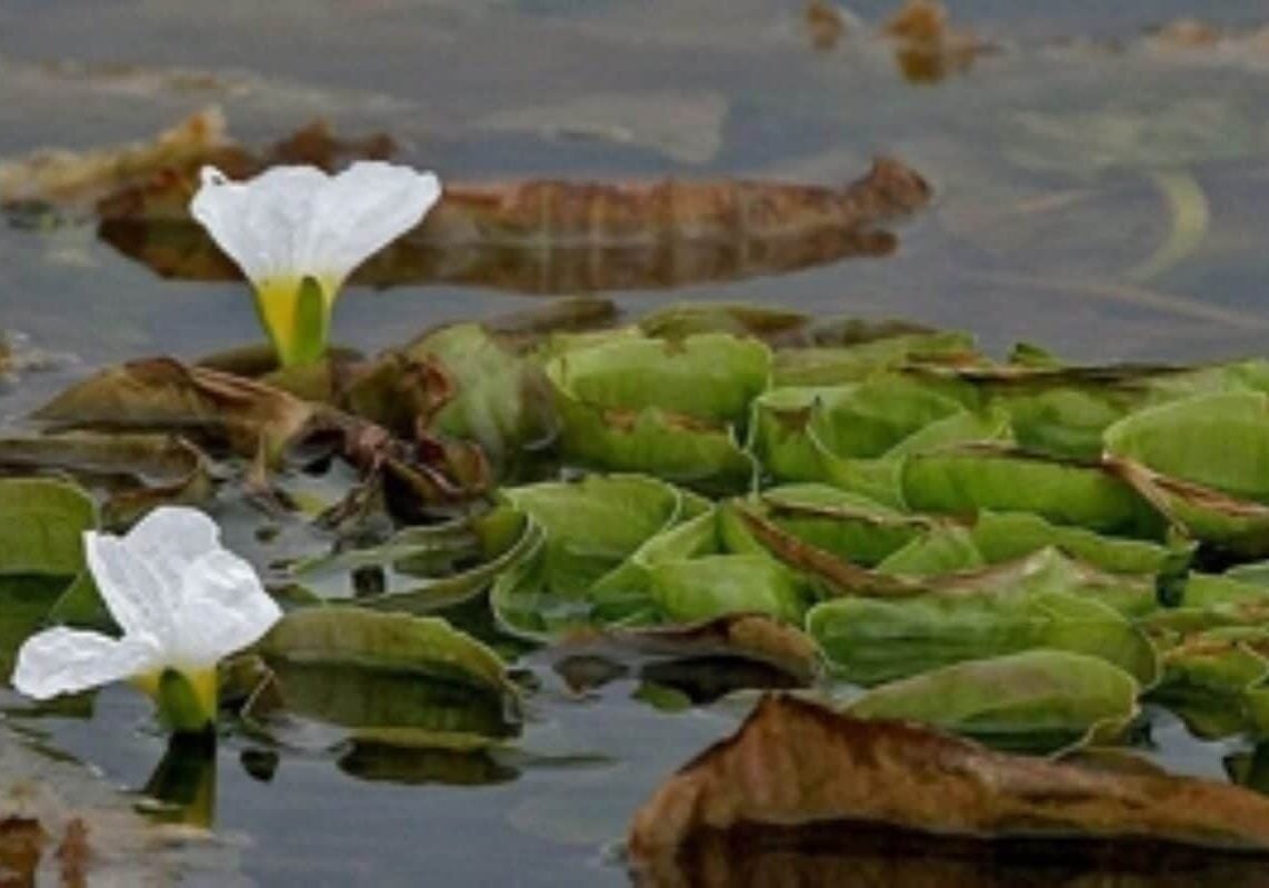 Duck lettuce floating in water with leaves and two flowers.