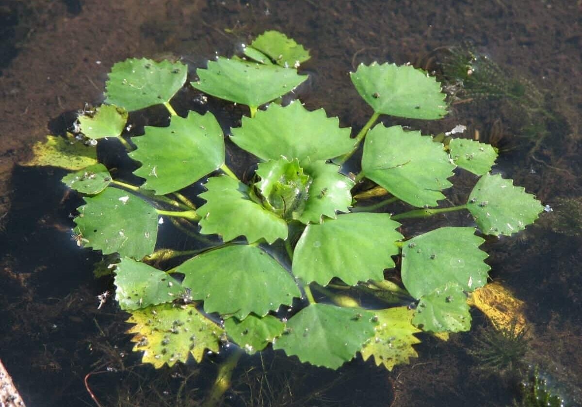 European water chestnut in shallow water.