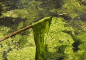 A stick coming out of a pond covered in filamentous algae.