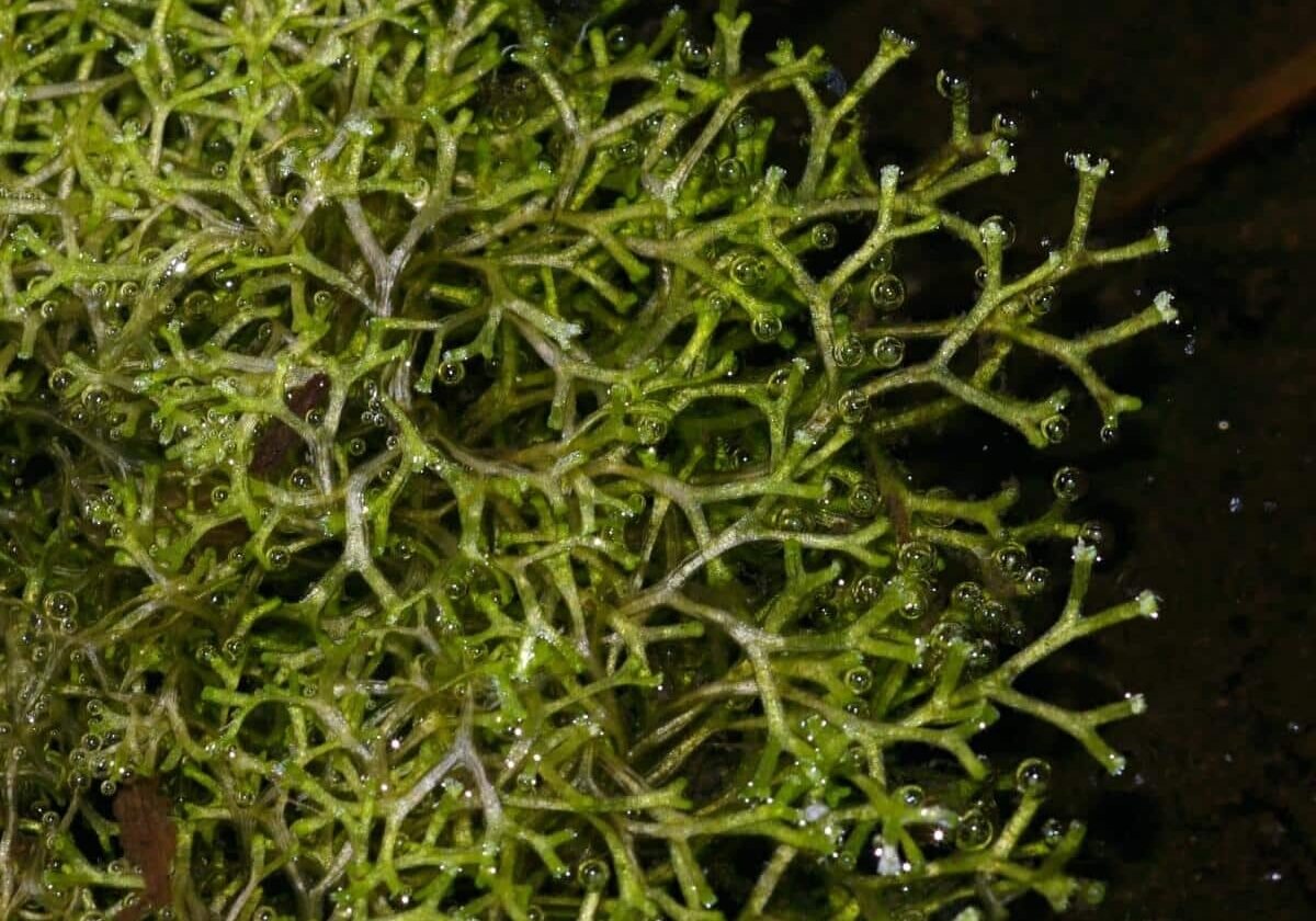 Floating crystalwort close up.