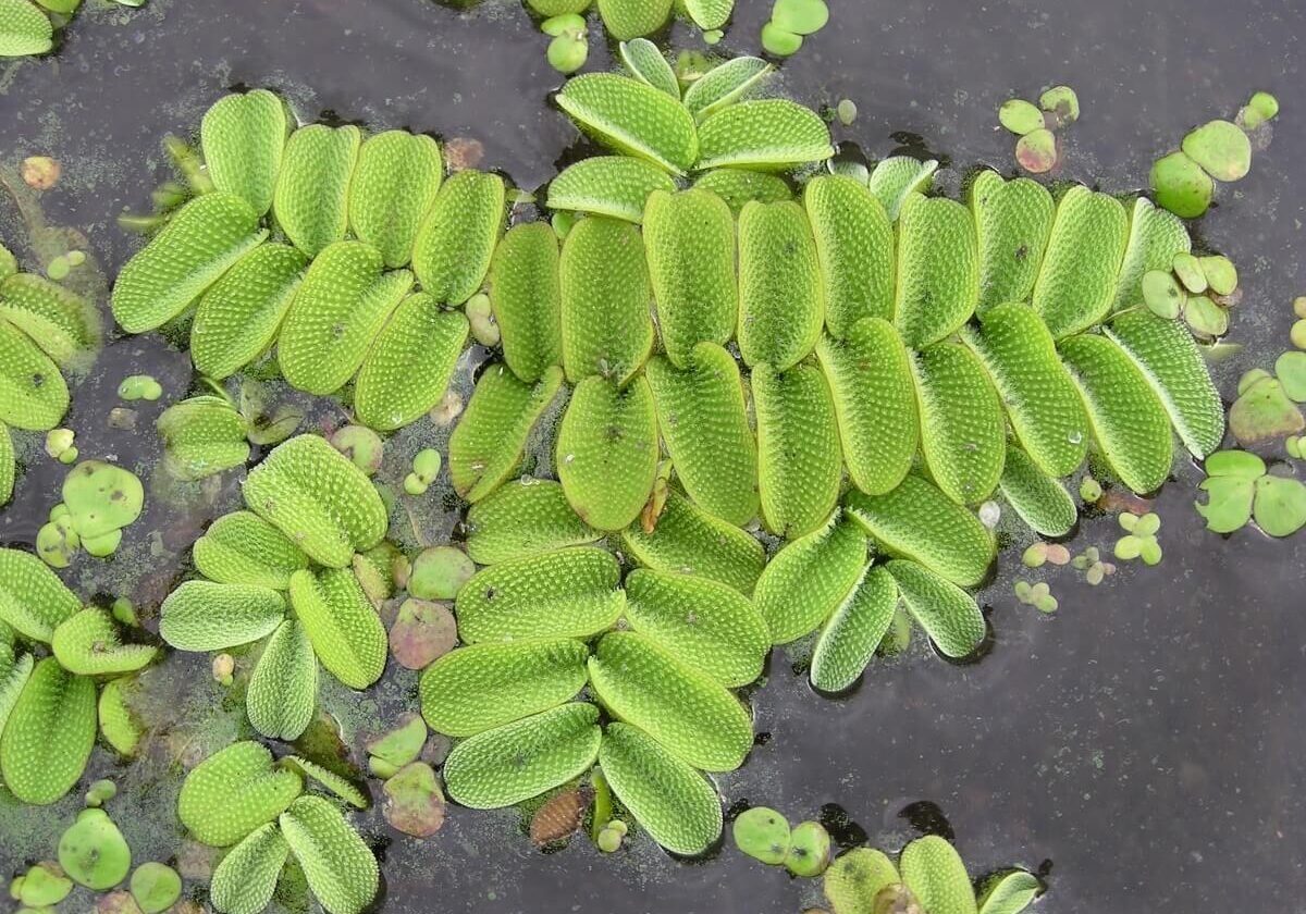 Close up of floating watermoss with some duckweed around.