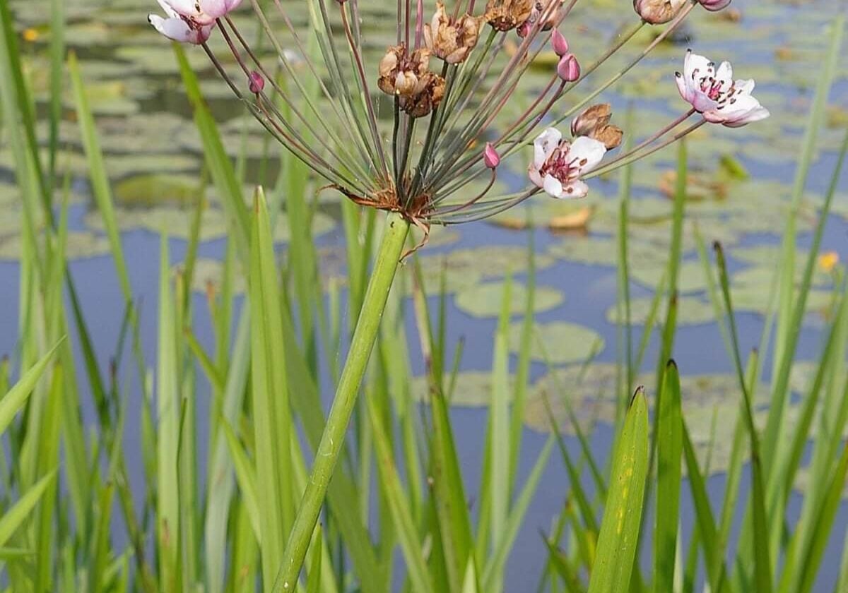 Flowering rush flowers, some buds, some open, some spent on a single plant.