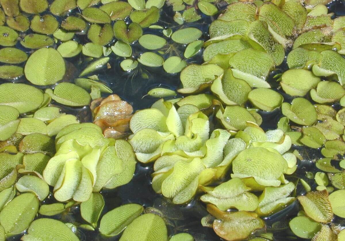 Close up of giant salvinia in various life stages.