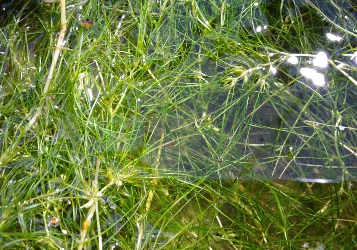 Horned pondweed floating in a cluster at the surface of the water.