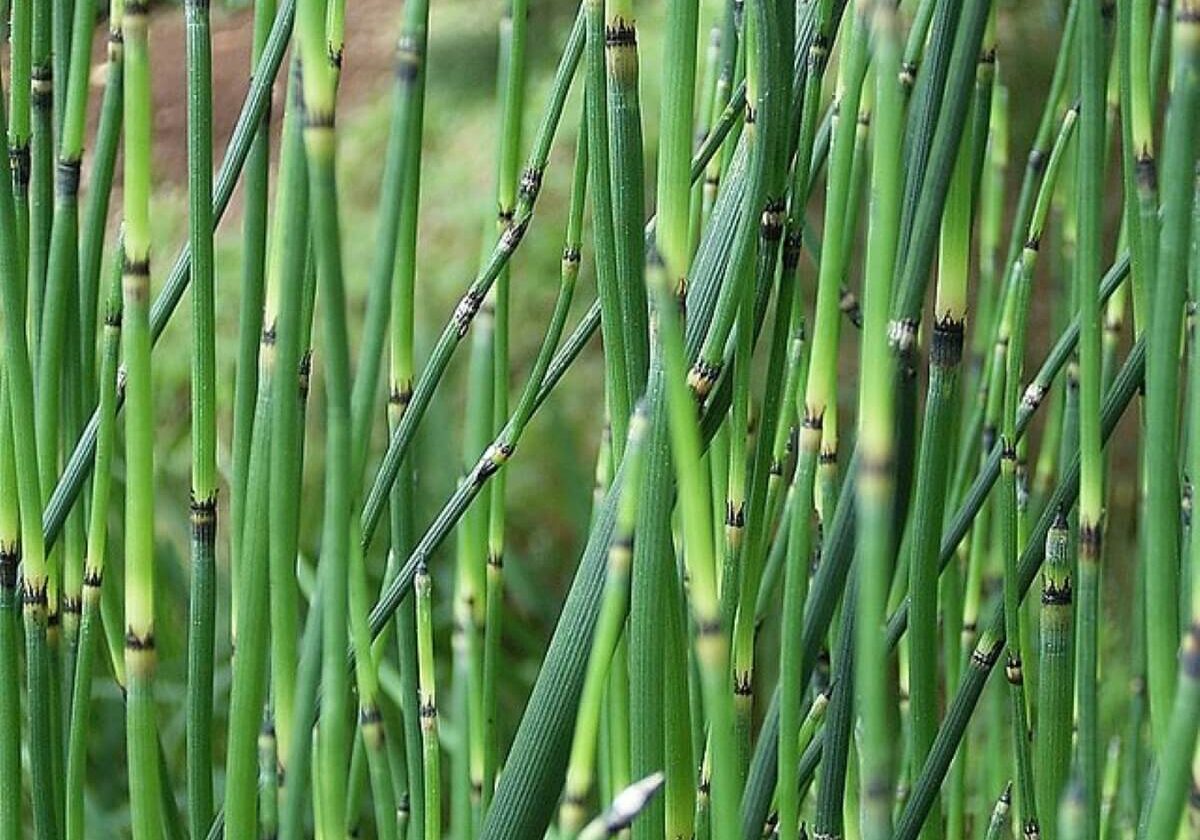 Horsetail stems close up.