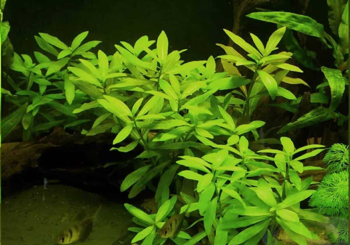 Indian swampweed underwater.