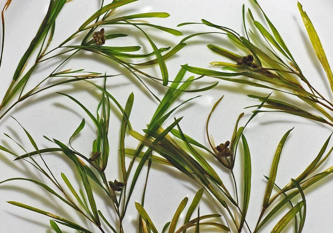 Isolated close up of leafy pondweed on white background.