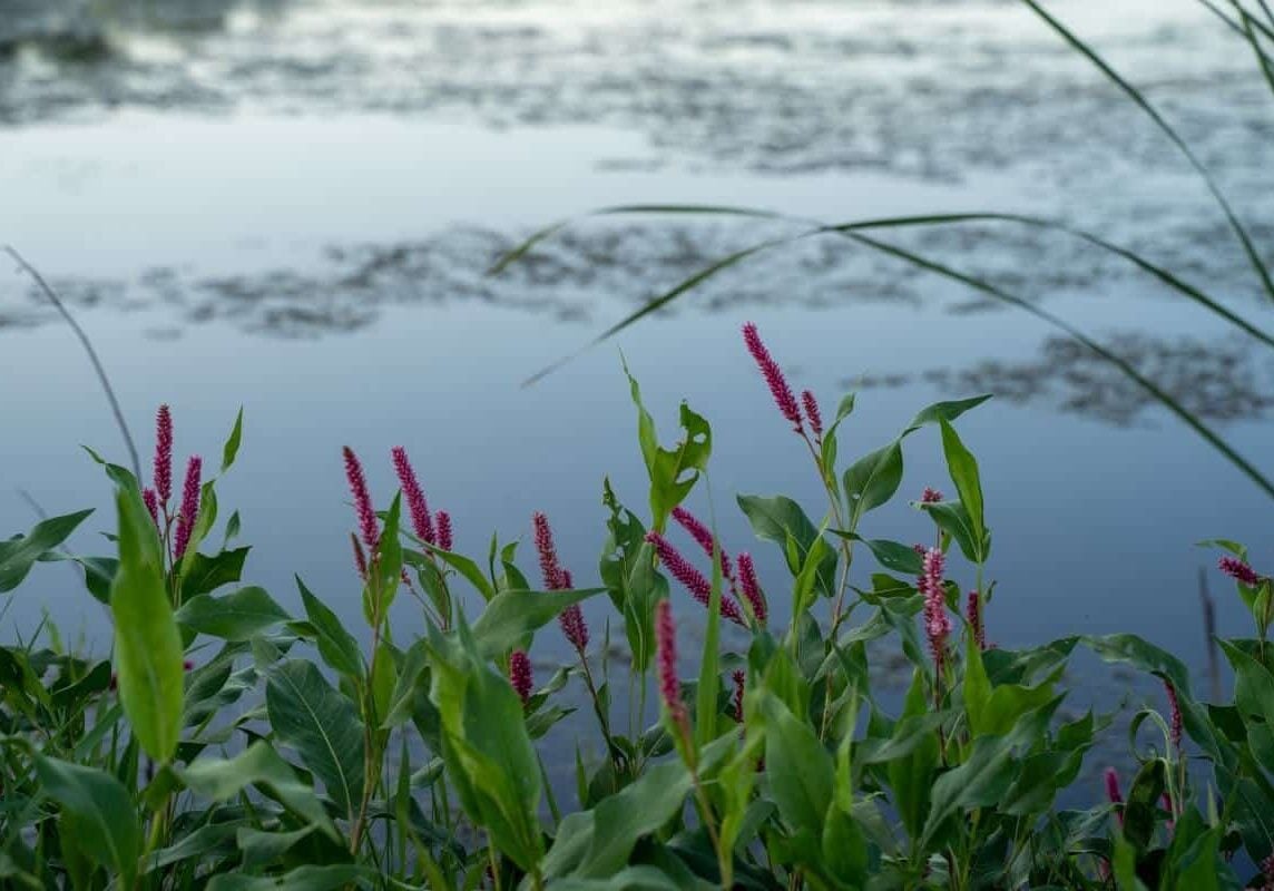 Longroot smartweed along the water.