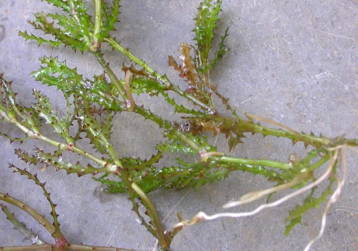 Marine naiad close up of spikes and stems.