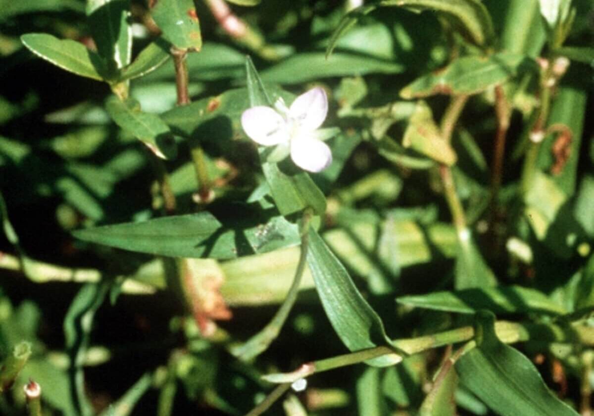 Close up of marsh dewflower.
