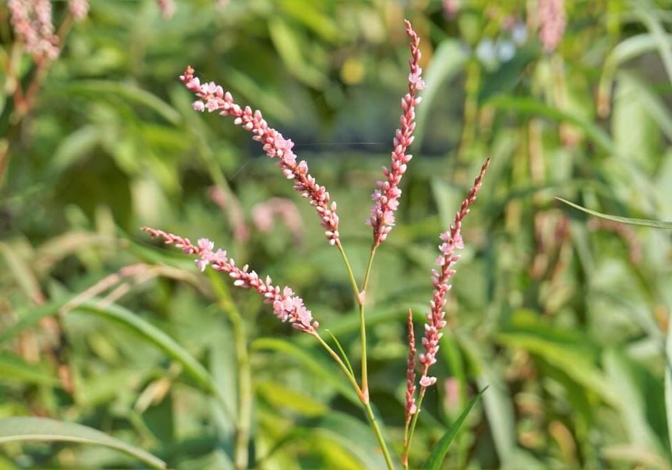 Close up of marshpepper smartweed flowers in a small group.