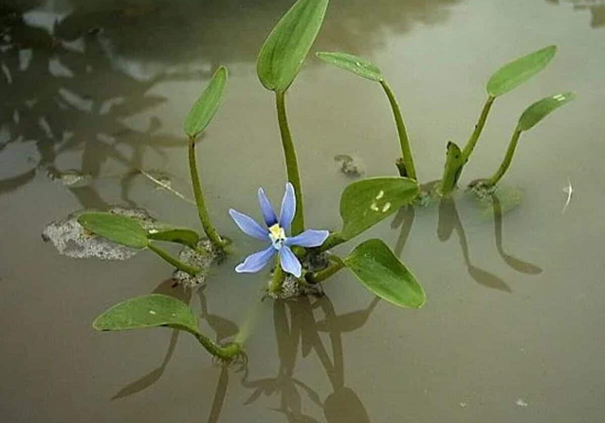 Mud plantain in the water.