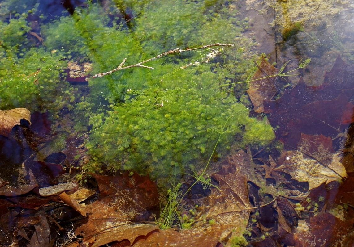 Many groups of Nitella in water with leaves and a stick.
