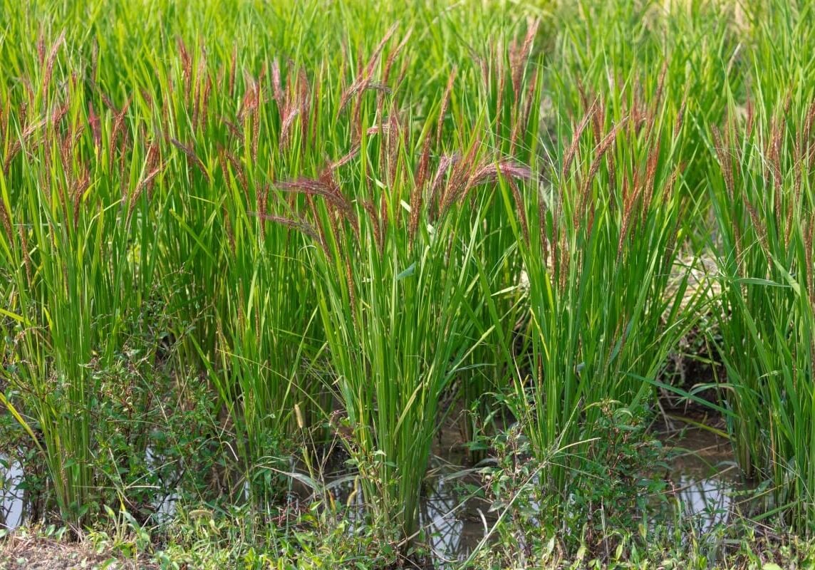 Northern wild rice groups growing in shallow water.