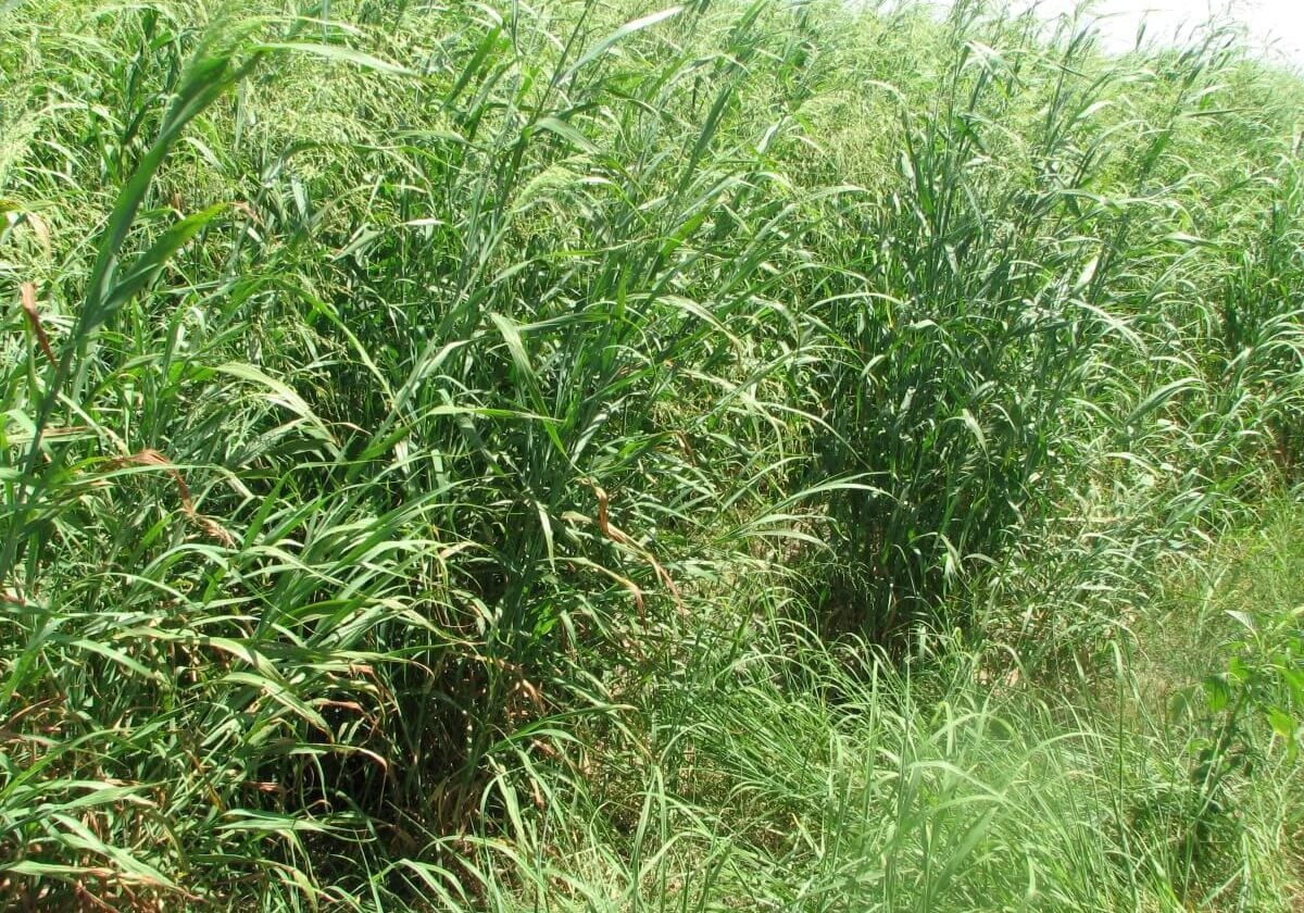 Large cluster of panic grass.