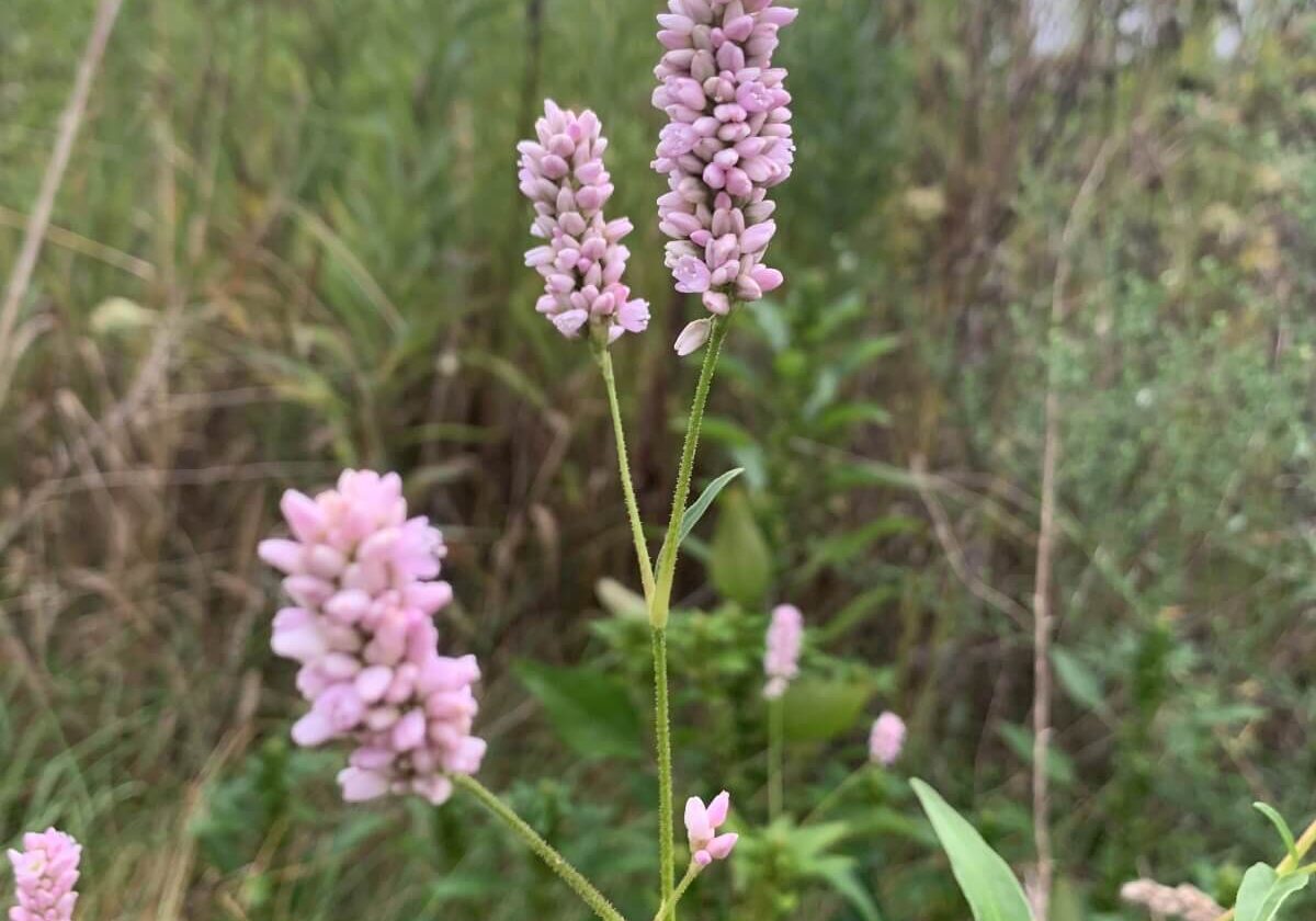 Pennsylvania smartweed close up growing in a field.