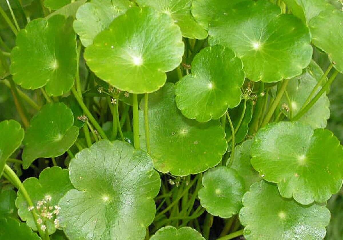 Close up of common pennywort leaves.