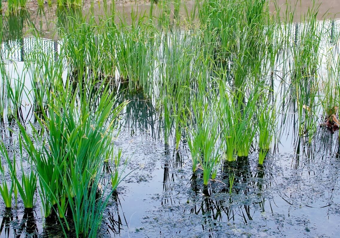 Pond sedge in groups growing out of the water.