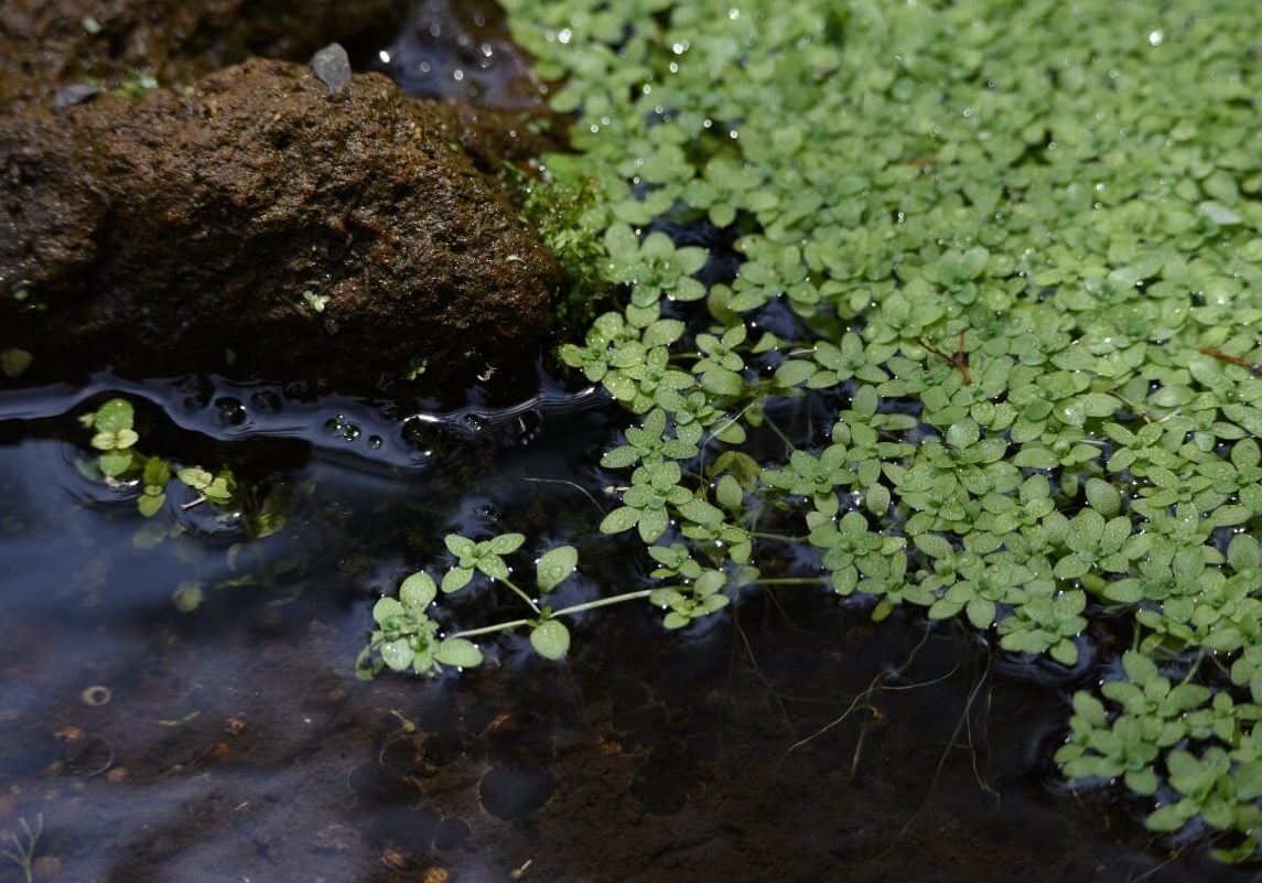 Pond water starwort in shallow water.