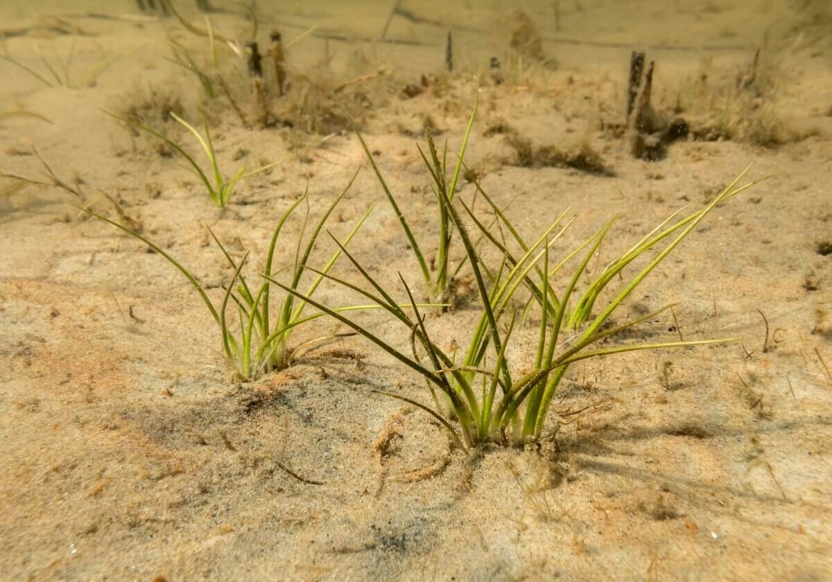 Small cluster of quillworts growing underwater.