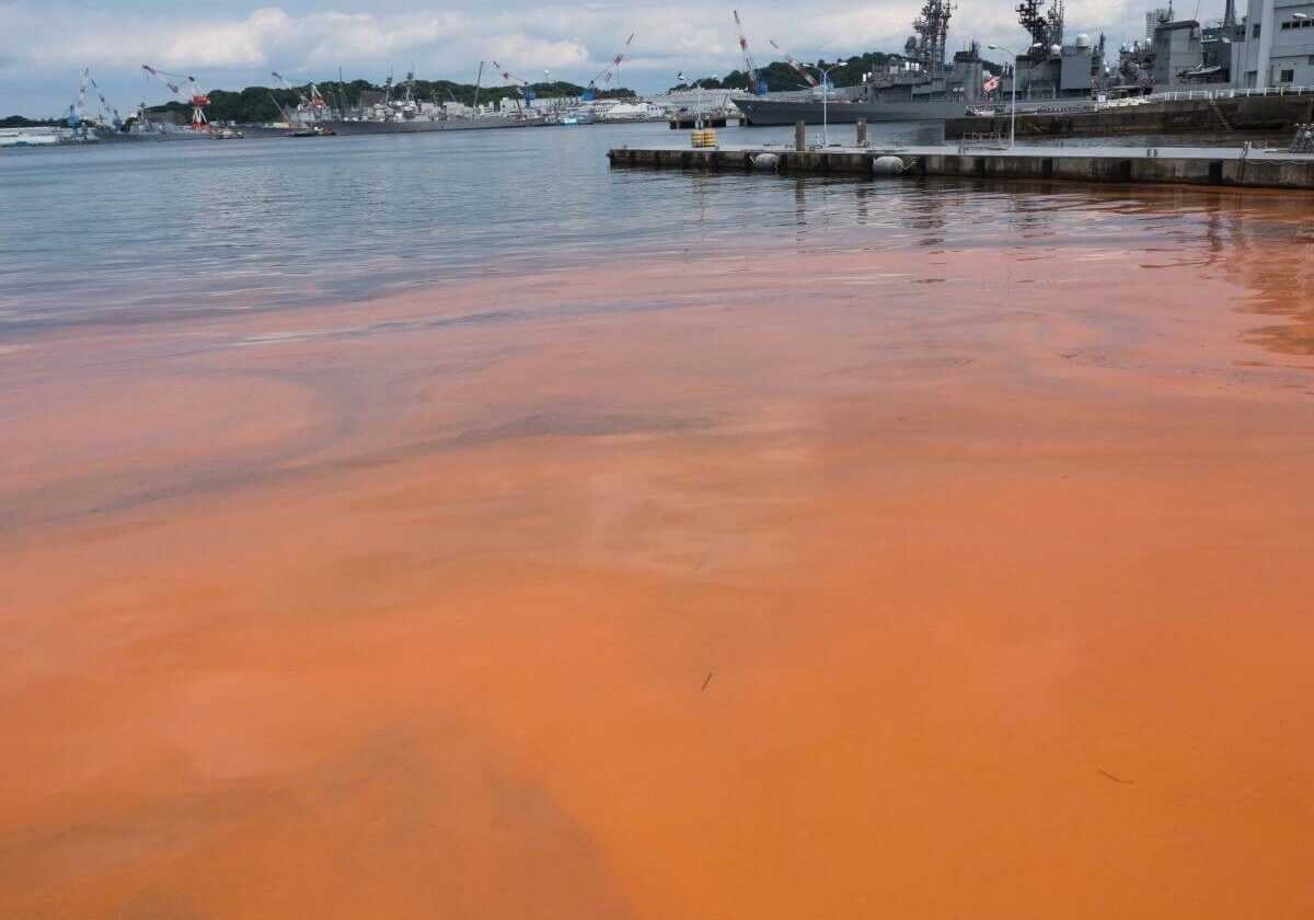 Red algae all over in water.