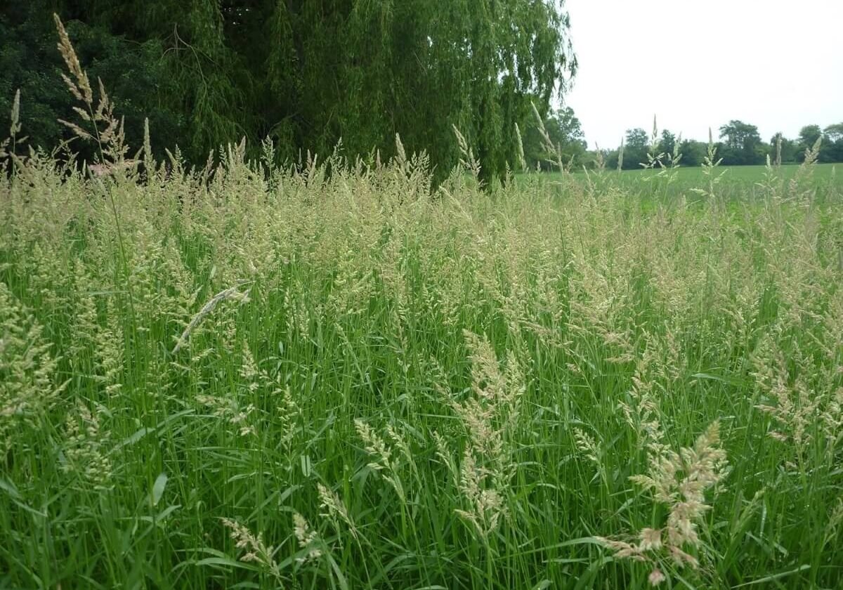 Reed canarygrass in a field.