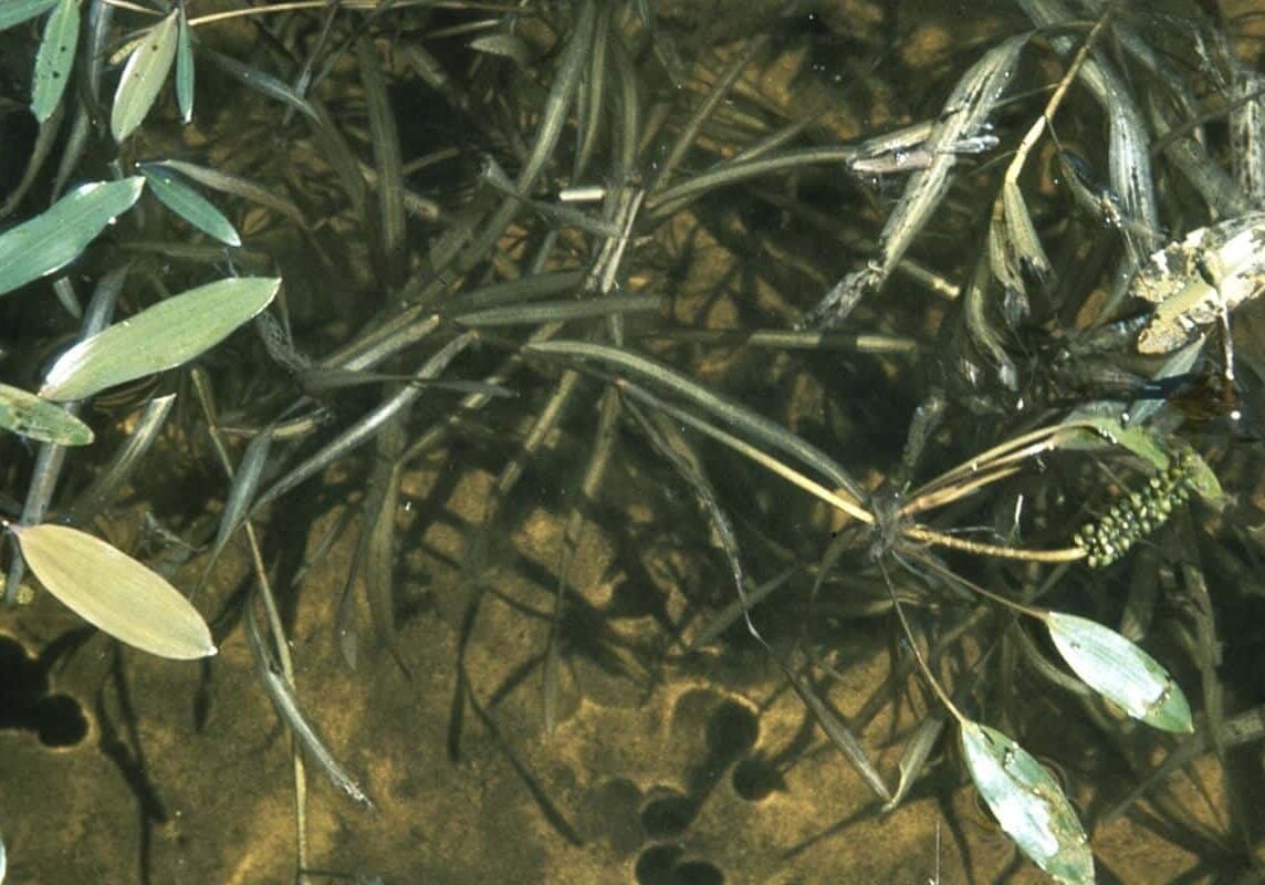 Close up of ribbonleaf pondweed from above.