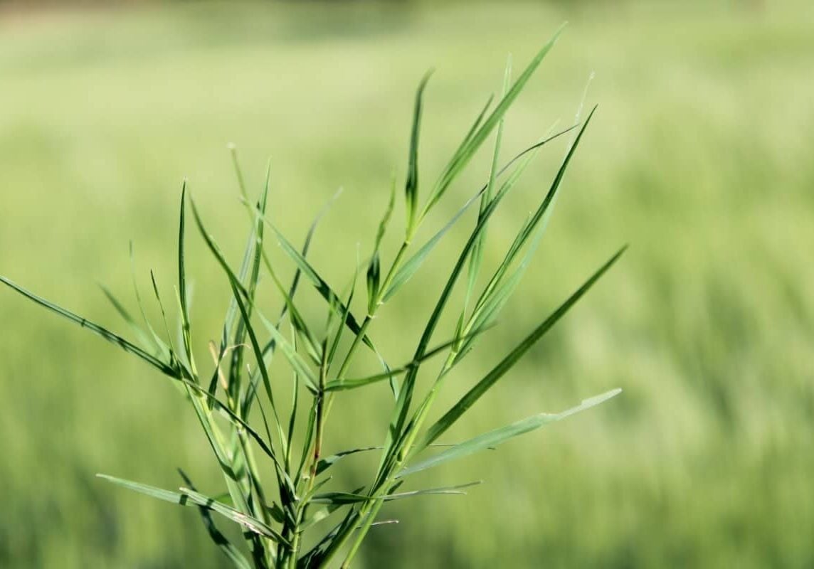 Close up of salt grass leaves.