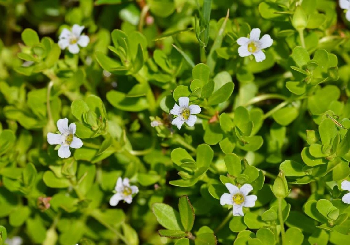 Close up of smooth waterhyssop flowers and leaves.