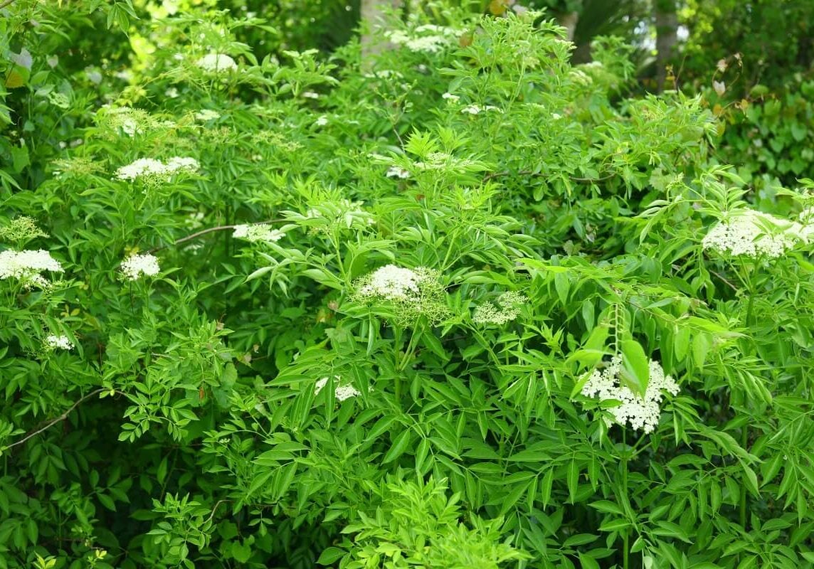 Spotted water hemlock in a forest.