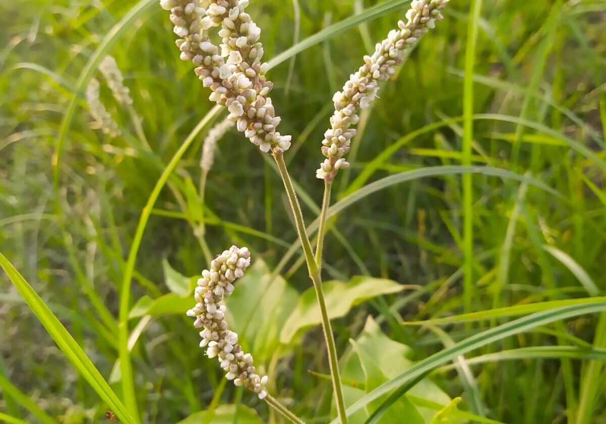 Swamp smartweed in a field.