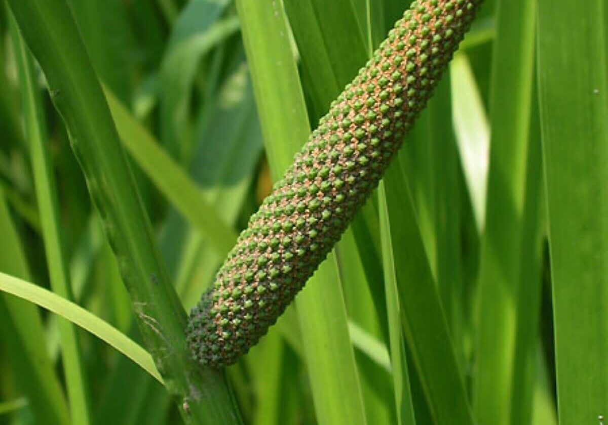 Close up of sweet flag flower.