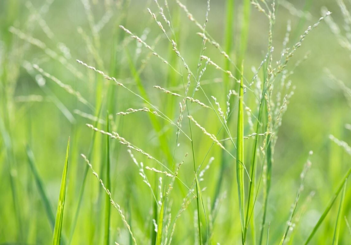 Close up of torpedo grass seeds.