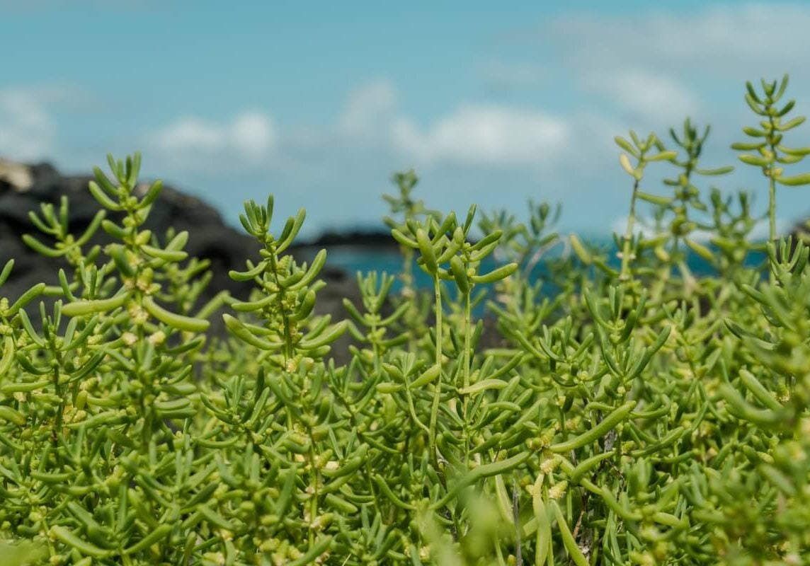 Turtleweed in group in front of a lake.