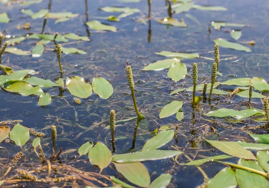 Close up of variable leaf pondweed floating on water.