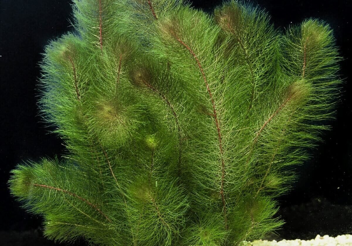 Variable leaf watermilfoil in an aquarium.