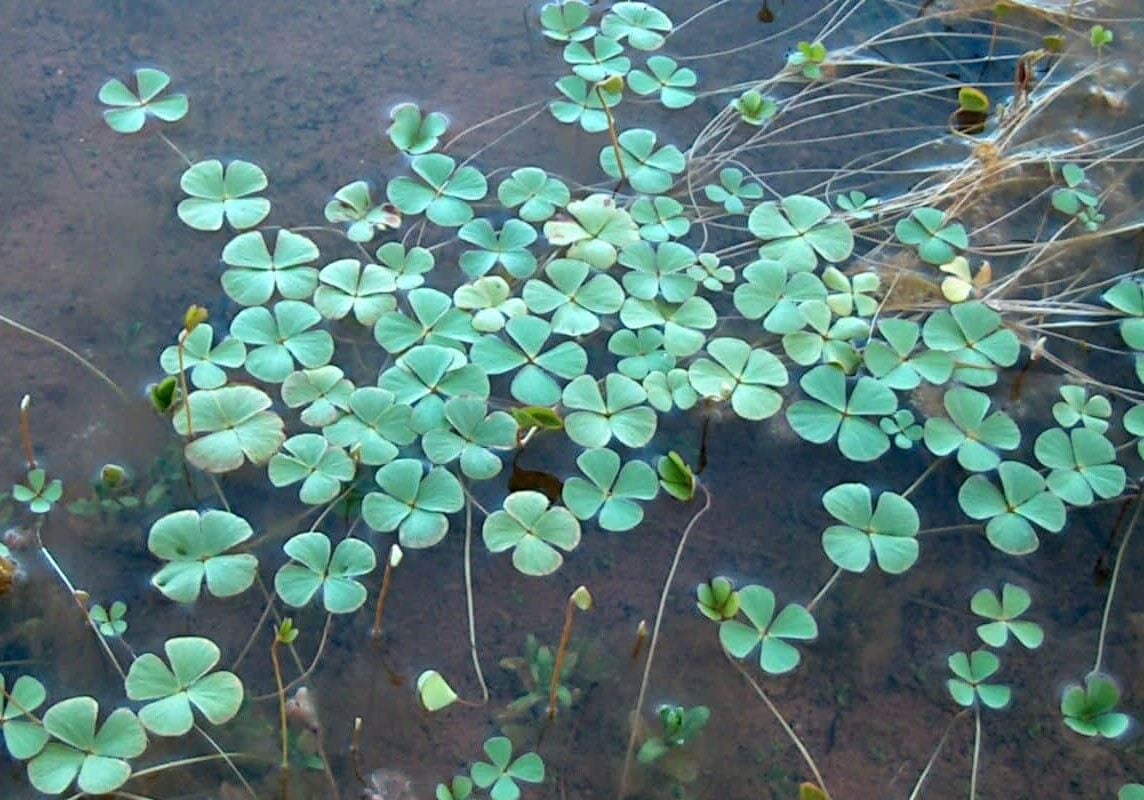 Water clover group floating on water.