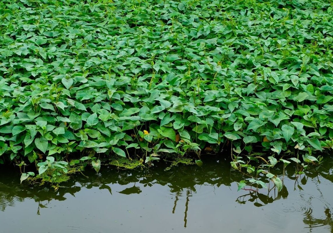 Water spinach in large group covering water.