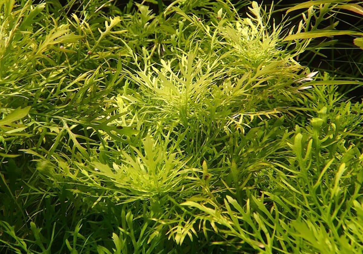 Close up of water wisteria in a group.