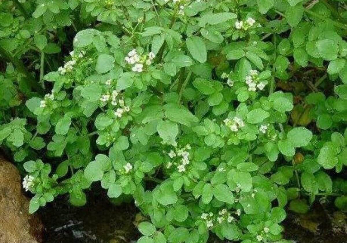 Watercress over water.