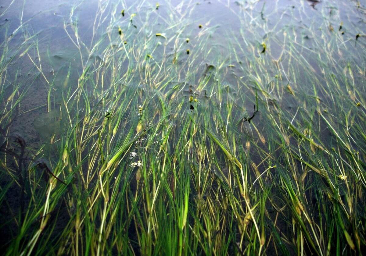 Mat of widgeon grass floating at the surface of the water.