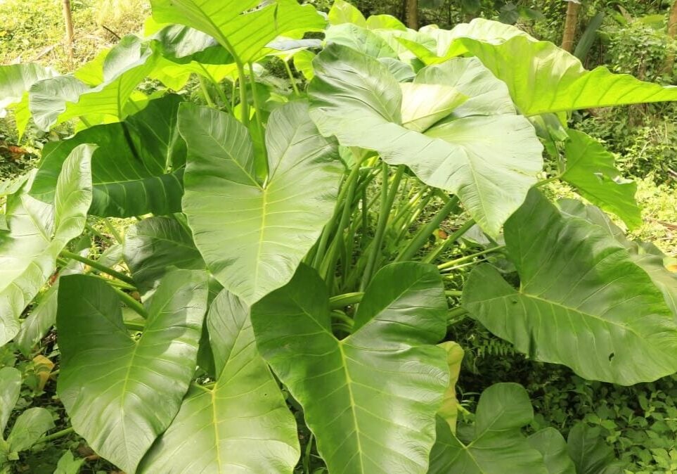 Cluster of wild taro.