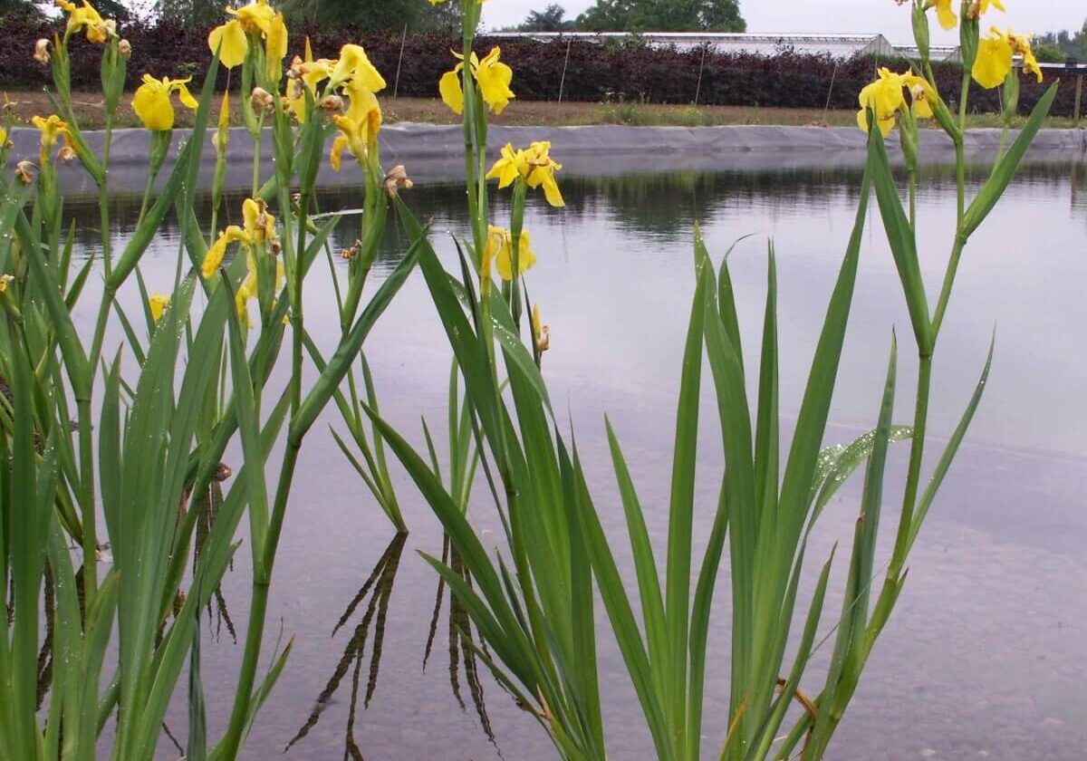 Small group of yellow flag along the water.