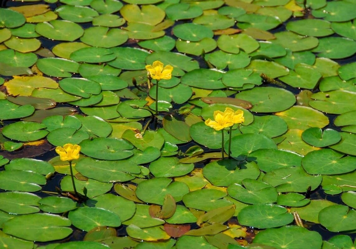 Yellow floating heart leaves on water with flowers sticking out.