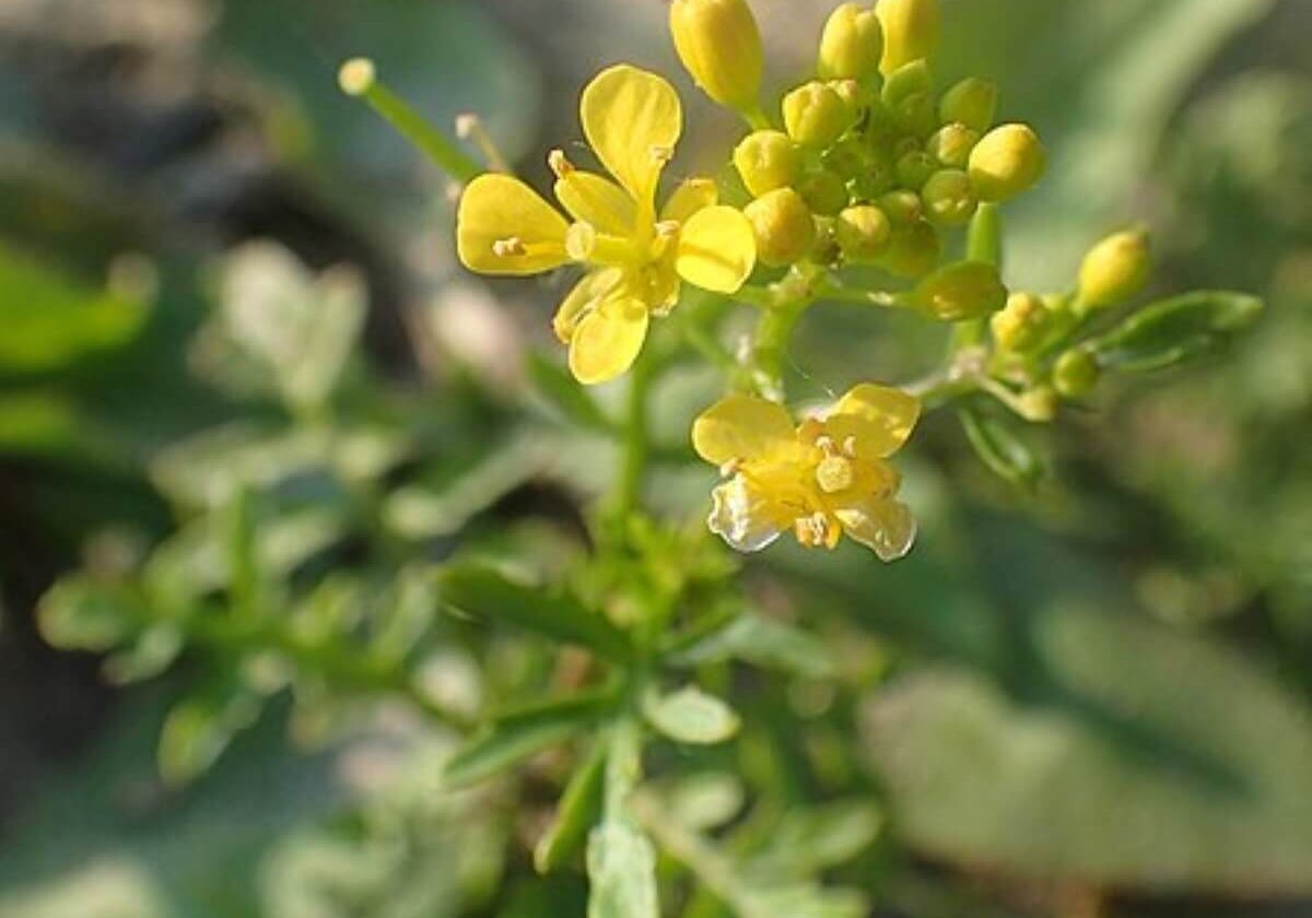Close up of yellowcress flowers in the process of budding.